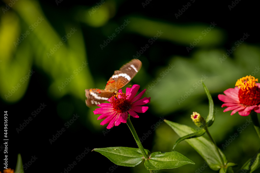 mariposa, insecto, flor, naturaleza, verano, animal, macro, alas, beldad, anaranjada, huerta, fauna, primavera, monarca, flor, fábrica, insecto, bicho, close-up, variopinto, color, bragueta, hermoso, mariposa, insecto, flor, naturaleza, verano, animal, macro, alas, beldad, anaranjada, huerta, fauna, primavera, monarca, flor, fábrica, insecto, bicho, close-up, variopinto, color, bragueta, hermoso,