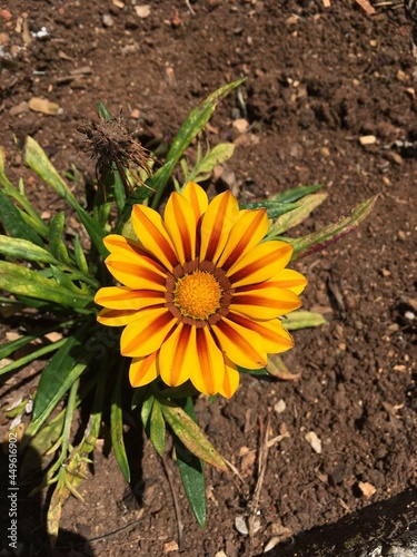 Gazania (African daisies) © Clauny