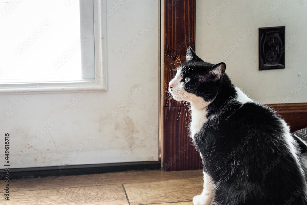 Cat waiting to be let outside