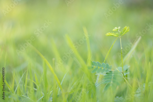 Green nature background with copy space for text and individual design