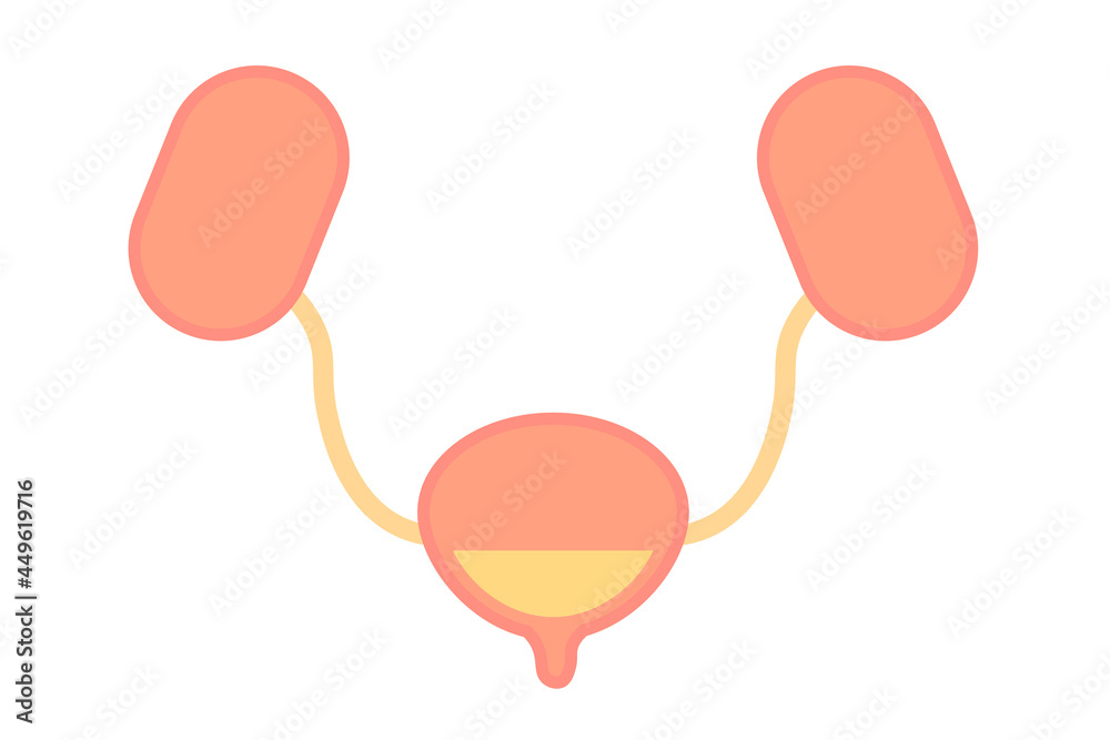 膀胱のベクターイラスト Stock Vector Adobe Stock 膀胱のベクターイラスト Stock Vector Adobe Stock