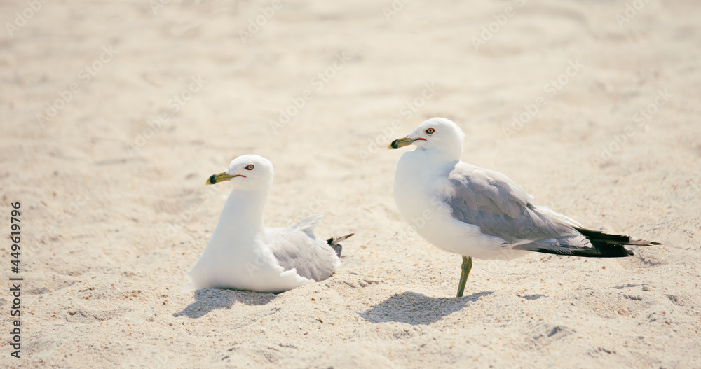 Obraz premium Seagulls in the Sand