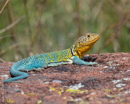 Male Eastern Collared Lizard