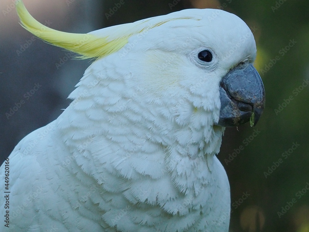 Delightful appealing Sulphur-crested Cockatoo. Delightful appealing Sulphur-crested Cockatoo.