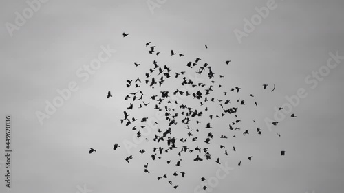 flock of crows or ravens flying in a loop direction in the dark grey sky photo