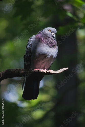 red tailed hawk