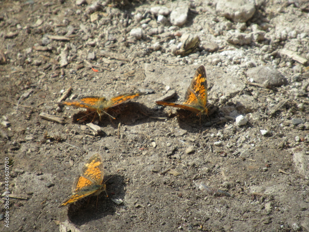 Monarch Butterflies