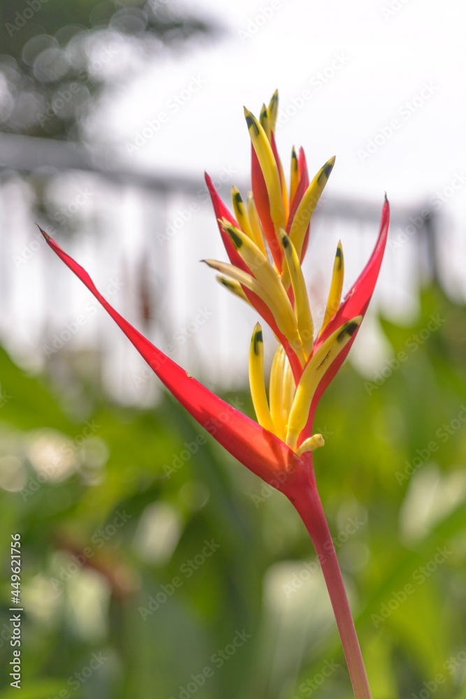Fototapeta premium The author took a photo shoot at garden. The set of photos were taken on the morning of August 8, 2021. Content: the beauty of flowers.