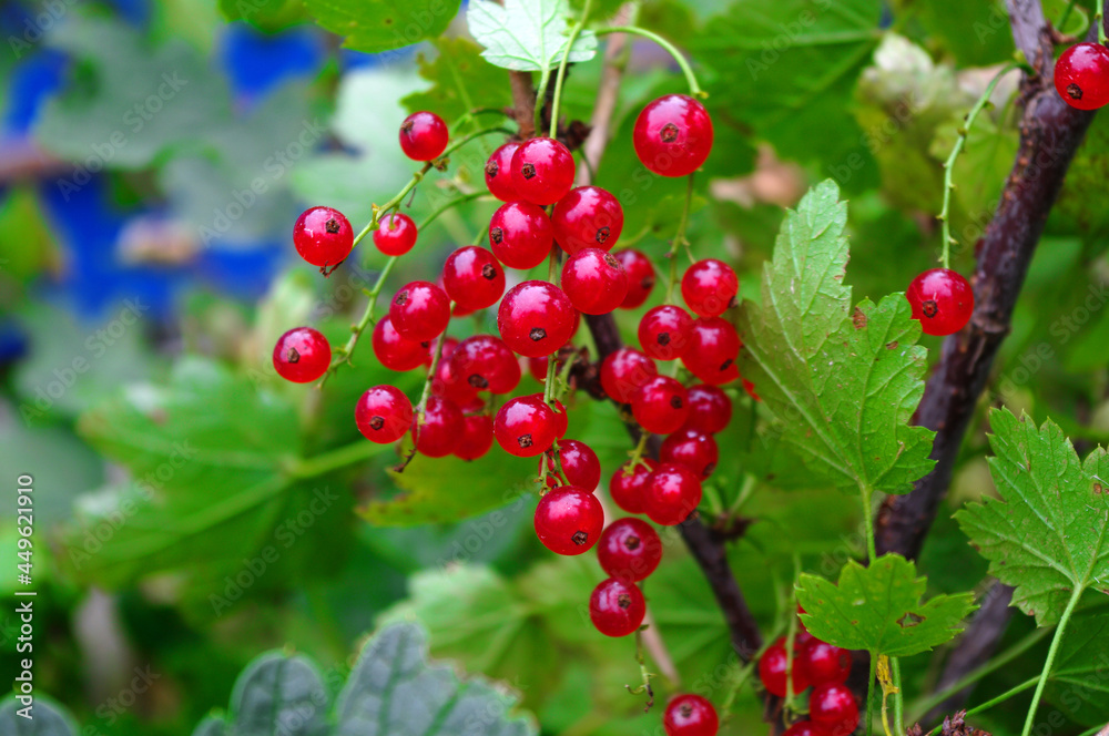 red currant berries