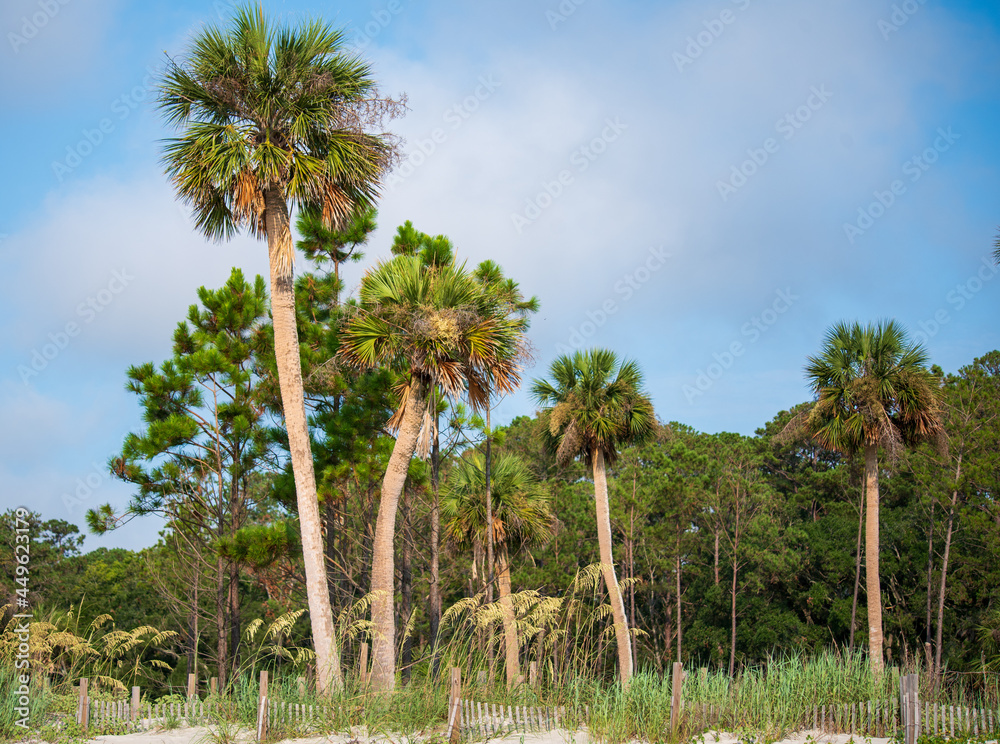 Fototapeta premium Daufuskie Views