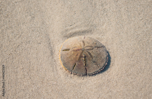 Fotografie Sand Dollar on Daufuskie