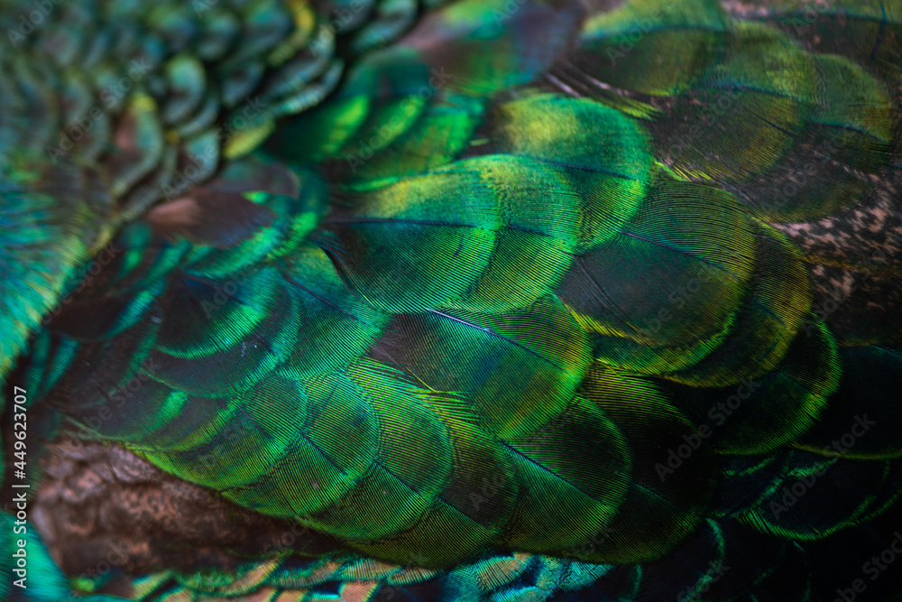 Obraz premium Close up of the peacock feathers .Macro blue feather, Feather, Bird, Animal. Macro photograph.