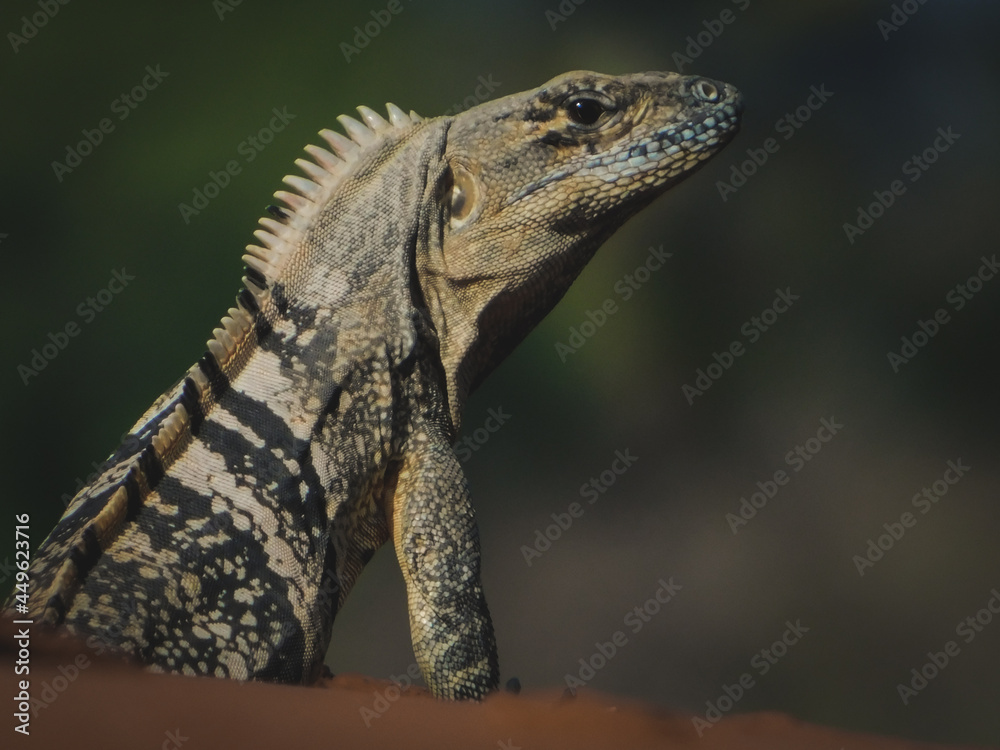 Fototapeta premium lizard on a rock