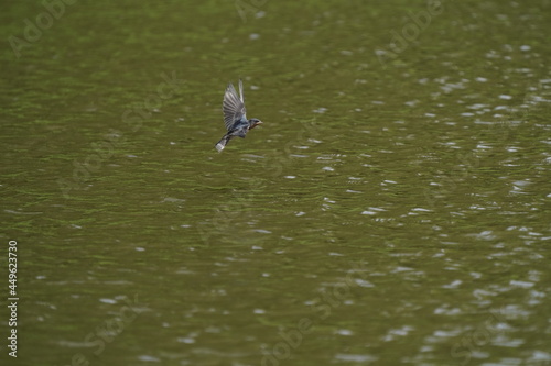 swallow in the pond