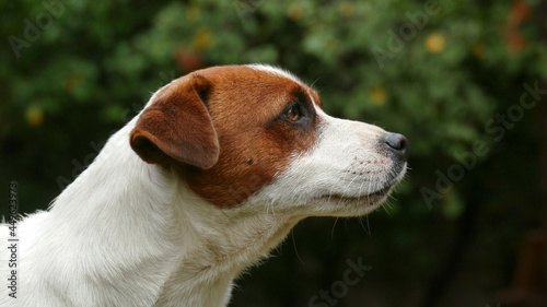 Beautiful male terrier dog outdoors in park