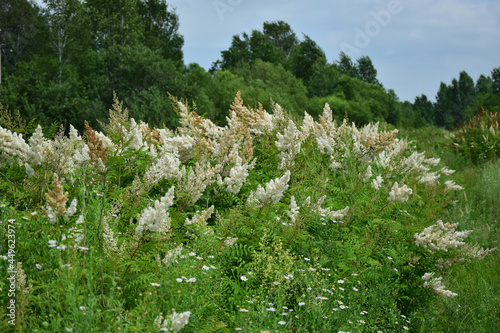 Summer green landscape. Mountain ash (latin: Sorbaria sorbifolia) is a shrub, a genus of Mountain ash (Sorbaria) of the Pink family (Rosaceae). photo