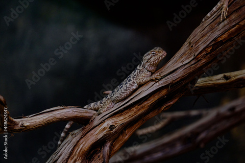 lizard on the stone © Xeniia