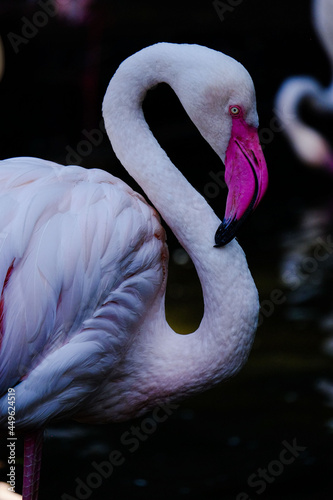 Fototapeta Naklejka Na Ścianę i Meble -  close up of a pink flamingo