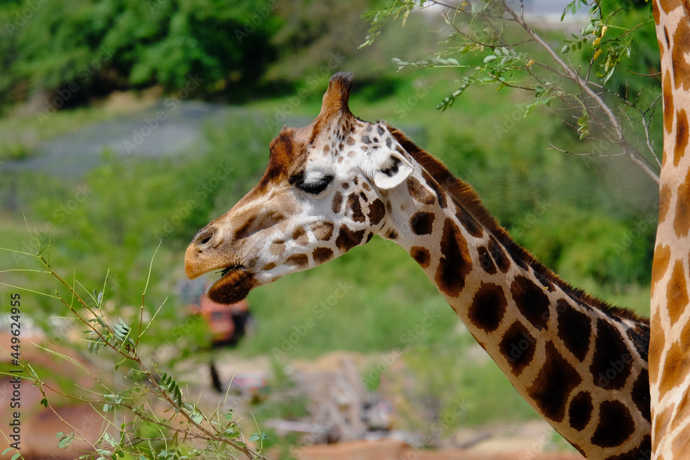 Fototapeta premium giraffe eating grass