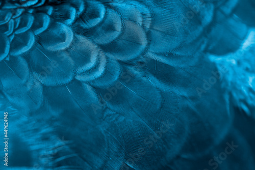 Peacock feathers in closeup ,beautiful Indian peafowl for background ,blue tone