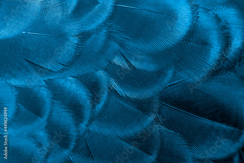 Peacock feathers in closeup ,beautiful Indian peafowl for background ,blue tone photo