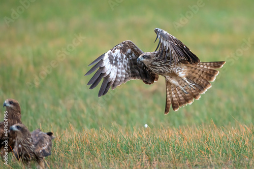 The Black Kite was taking off