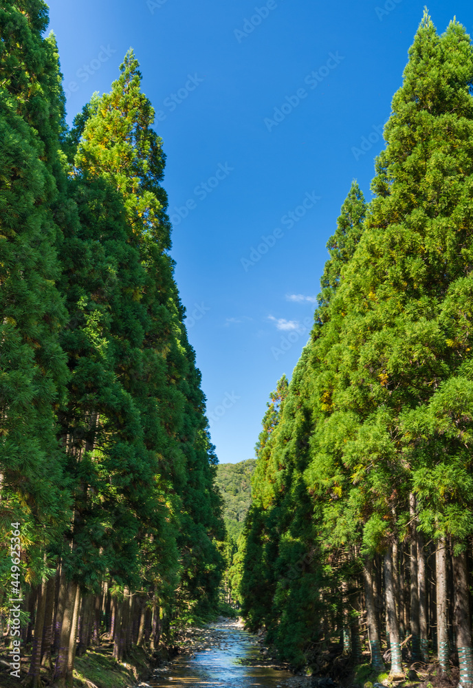 青空を背景に川の両側に杉の木が並んでいている風景