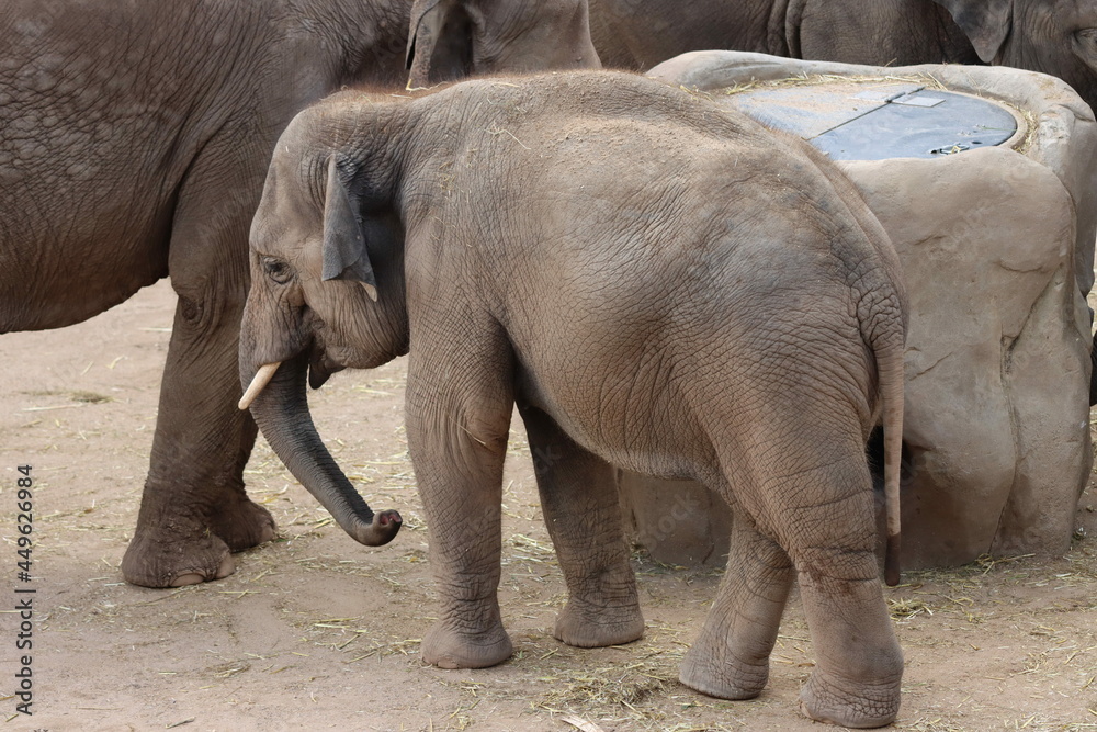 Kleine Elefantendame erkundet im Kölner Zoo seine Umgebung