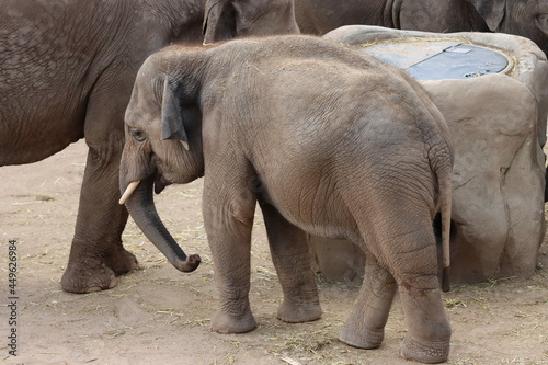 Kleine Elefantendame erkundet im Kölner Zoo seine Umgebung