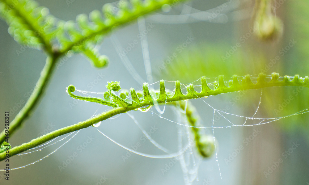 close up dew on branch with spider web in the morning close up dew on branch with spider web in the morning