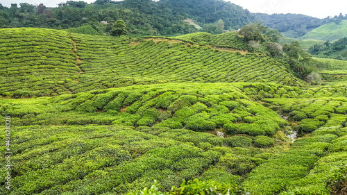 tea plantation field 