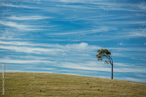 Lone windblown tree in a field on a ridge line with clouds streak across a blue sky
