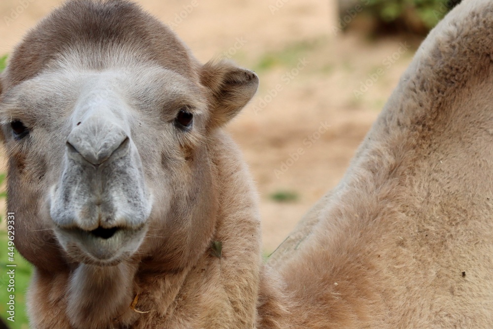 Fototapeta premium portrait of a camel