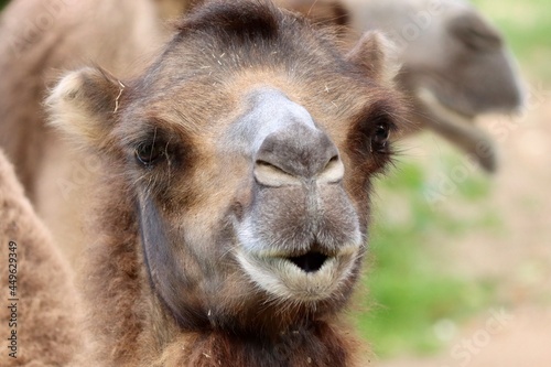 close up of camel