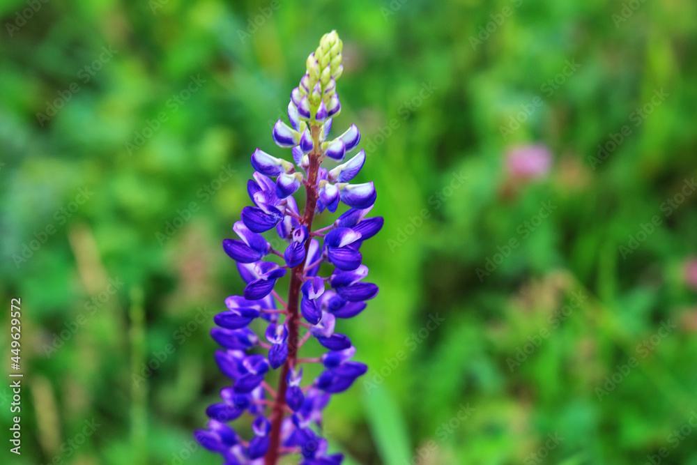 Purple blooming lupin on a green field. Purple blooming lupin on a green field.