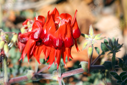 Valokuva Beautiful vibrant red Sturt Desert Pea plant found in Northern Territory, Austra