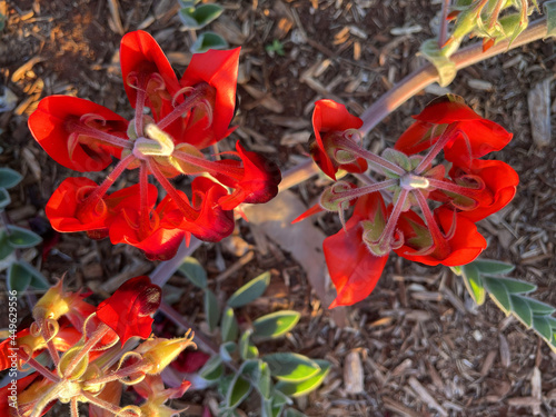 Beautiful vibrant red Sturt Desert Pea plant found in Northern Territory, Australia photo