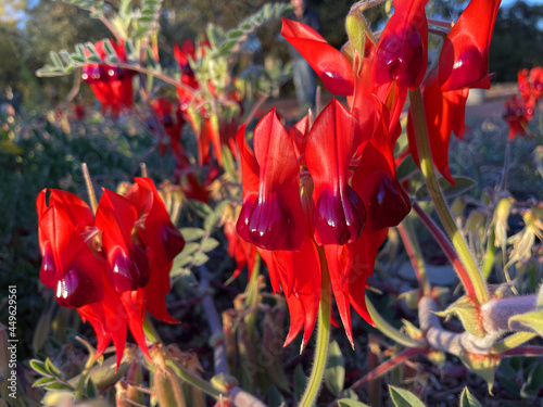 Fotografie Beautiful vibrant red Sturt Desert Pea plant found in Northern Territory, Austra