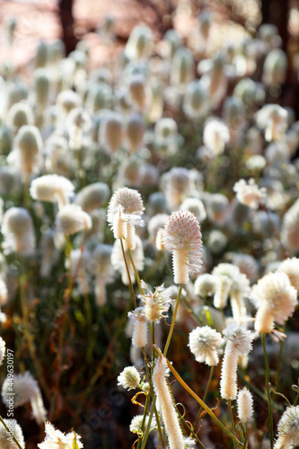 Pretty pink and white Mulla Mulla flower found in desert zones of Australia photo