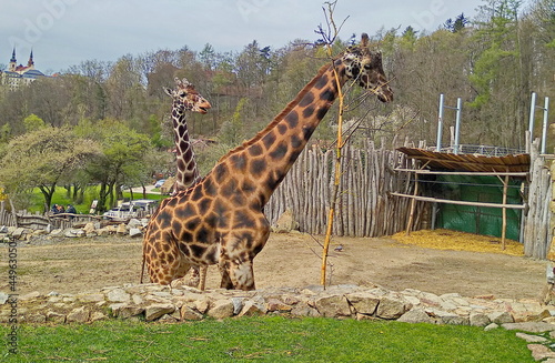 Photography giraffe in the zoo