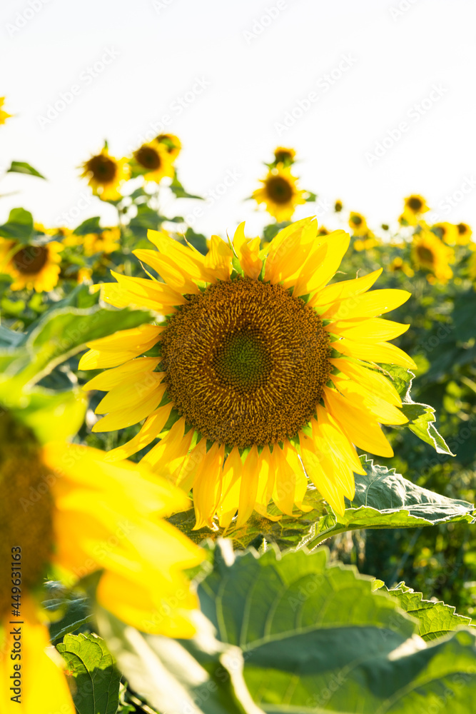 Obraz premium Sunflower Blooming Close View