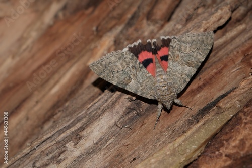 catocala electa moth before flight photo