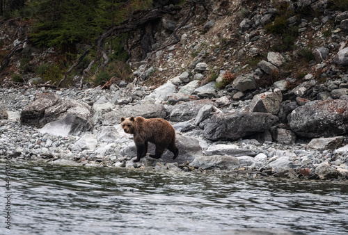 Kurile Lake, Kamchatka Peninsula, Rusia - August: two brown bears fight on the shore of the lake where dozens of bears gather to fish for salmon. photo