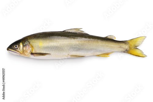 ayu, japanese river fish isolated on white background