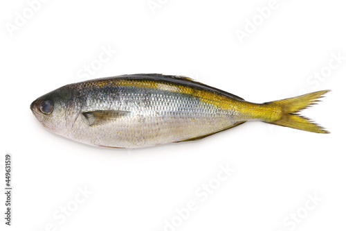 yellowstriped butterfish isolated on white background photo