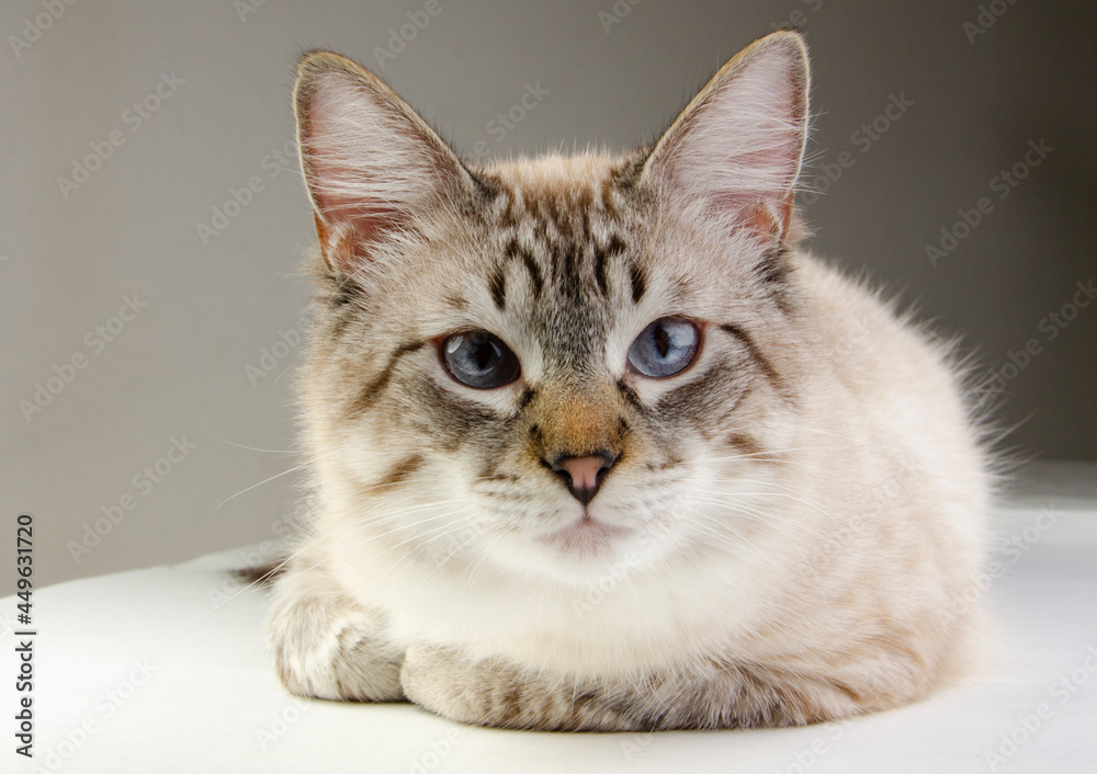 Gatito blanco siberiano atigrado ojos azules posando  close up