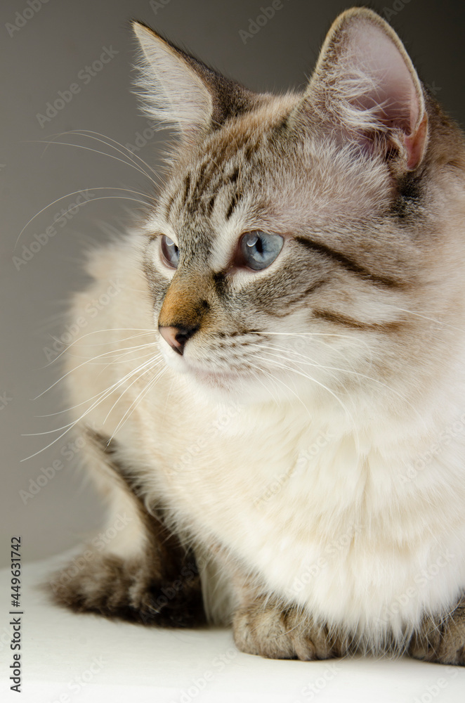 Gatito blanco siberiano atigrado ojos azules posando de perfil mirada  acercamiento foto de Stock | Adobe Stock