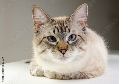 Gatito blanco siberiano atigrado ojos azules posando  close up photo