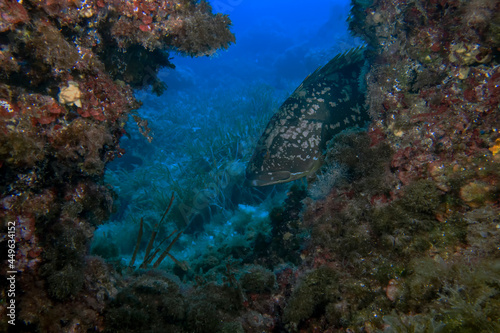 A large Dusky Grouper (Epinephelus marginatus) in the Mediterranean Sea photo