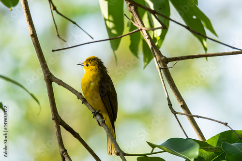 A yellow-browed bulbul sitting on a natural perch and feeding on fruits on the outskirts of madikeri, coorg